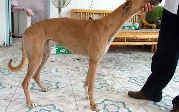 格力犬|炎热夏季格力犬可以吹空调吗，会不会感冒