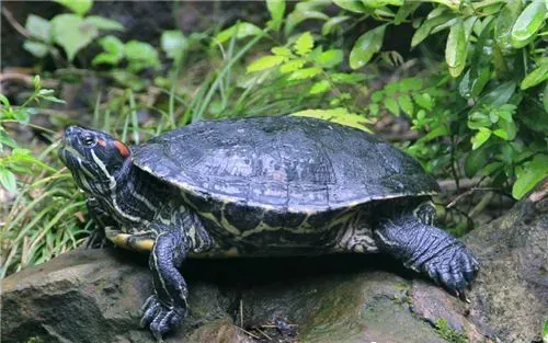 风水龟乌龟养几只好 风水龟饲养两个最为合适 | 乌龟