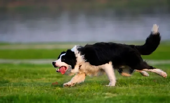 边境牧羊犬食物 适量进食有益的食物 | 边境牧羊犬