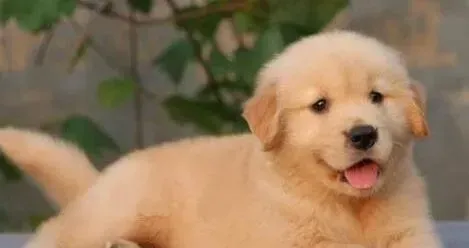 金毛|金毛犬最近老是咳嗽，喉咙里好像有东西怎么办