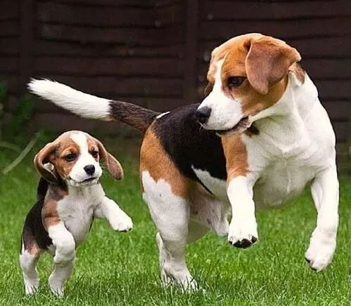 比格犬怎么训练不护食 首先要经常放手上喂食 | 比格犬