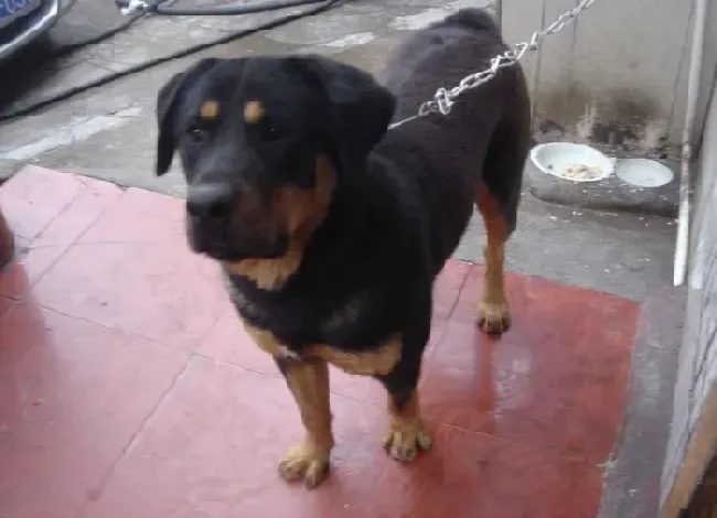 罗威纳犬|假日来临 罗威纳犬安检需要做哪些准备
