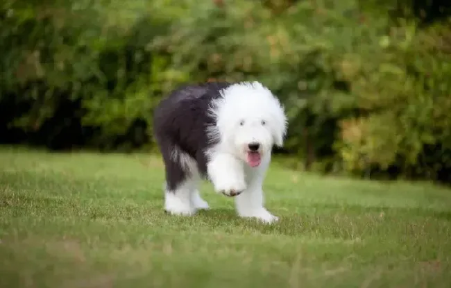 古代牧羊犬|古代牧羊犬这几天不吃饭如何解决这个问题