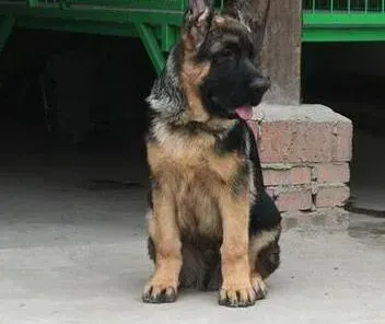 德国牧羊犬|德国牧羊犬吃完鸡骨头后不吃不喝如何是好