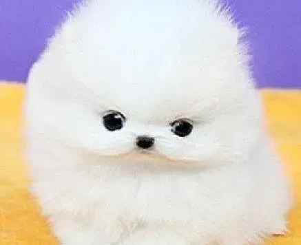 博美犬|博美犬患上犬瘟后应该怎么办 求解答