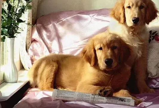 金毛|飞盘游戏狗狗最爱 怎样教会金毛犬玩飞盘