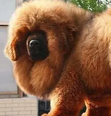 藏獒|四个月的藏獒地包天该怎么矫正