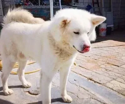 白色秋田犬多久毛才长长 毛发健康因素有很多 | 秋田犬