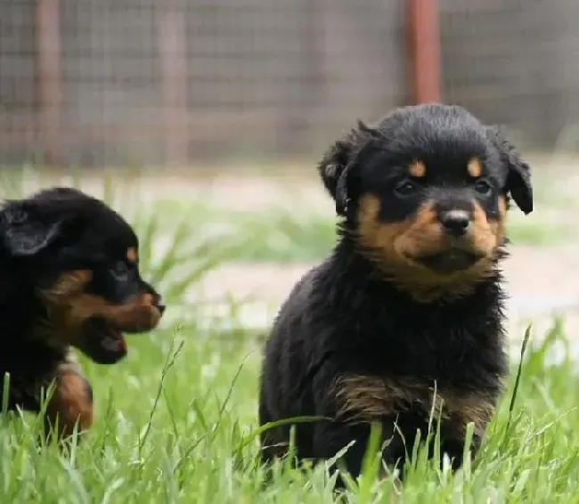 罗威纳犬|罗威纳犬怀孕52天了突然拉稀是怎么了