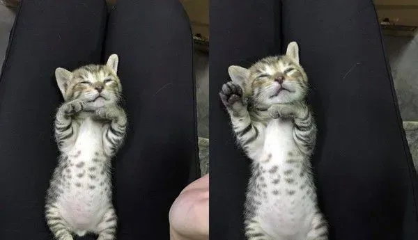 虎斑猫睡到不省喵事 一副大叔模样笑翻网友 | 猫