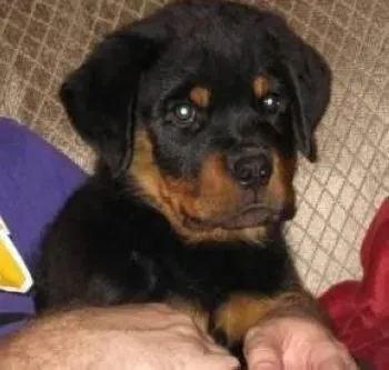 罗威纳犬|怎样调教出一只听话而懂事的罗威纳犬