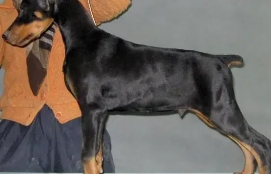杜宾犬|日常生活中如何给杜宾犬做身体检查