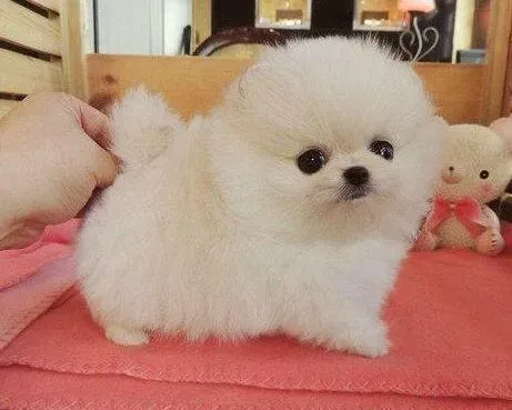 博美犬|如何让博美犬不再咬电线 求解答