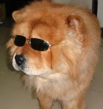 狗狗吃什么避孕药 避孕药会有不良反应 | 狗狗