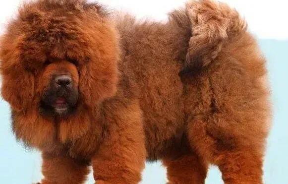 藏獒|藏獒犬瘟热康复一个月后能洗澡吗