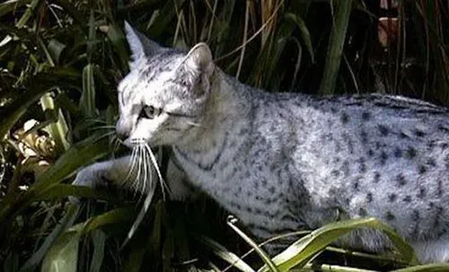 埃及猫能活多长时间 健康饲养可延寿 | 埃及猫