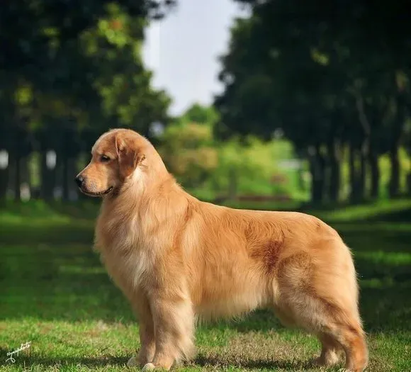 金毛寻回犬喂养 要在固定的时间给予优质的狗食 | 金毛寻回犬