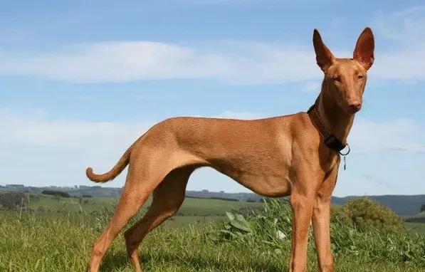 法老王猎犬有嗅觉吗 法老王猎犬是有嗅觉的 | 法老王猎犬