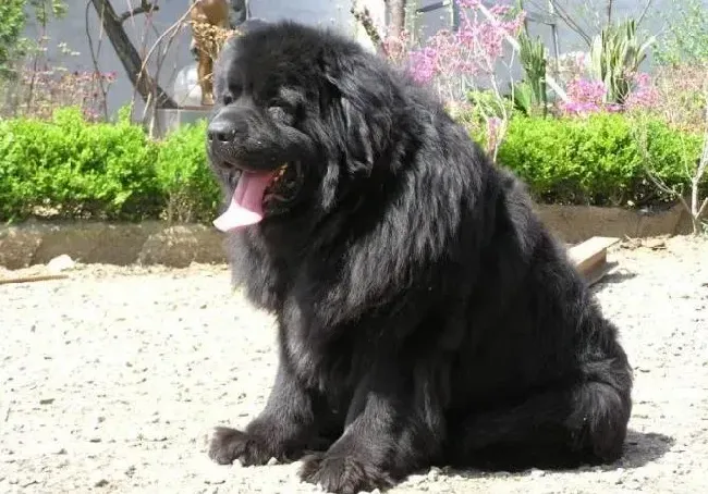 纽芬兰犬|纽芬兰犬肚子上起小水泡是什么东西