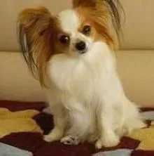 蝴蝶犬|蝴蝶犬不敢游泳怎么办