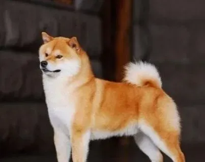 柴犬的形态特征 有它自己的特性之处 | 柴犬