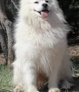 萨摩耶|狗狗保养的重点 如何给萨摩耶做简易的美容