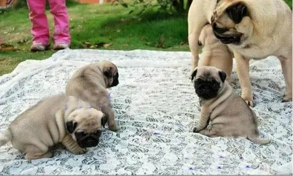 巴哥犬|巴哥犬偷吃鱼刺被卡到了如何是好
