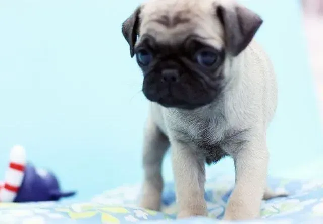 巴哥犬|巴哥犬牙齿护理的几点重要步骤