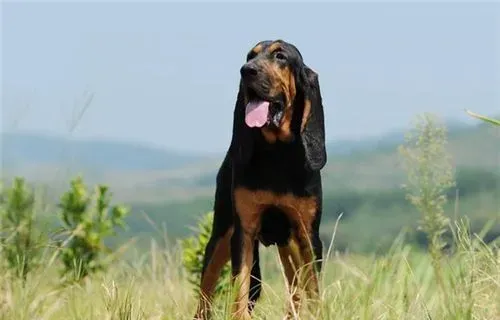 寻血猎犬什么名字好 通过什么角度来取 | 寻血猎犬