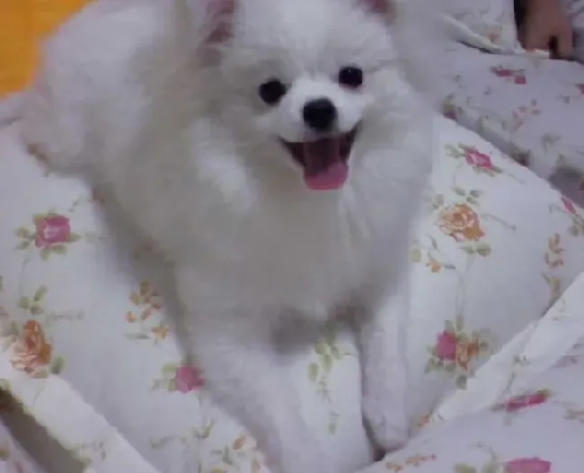 银狐犬|银狐犬的营养问题需要高度重视