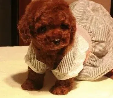泰迪犬|泰迪犬在养护中有哪些最好的做法