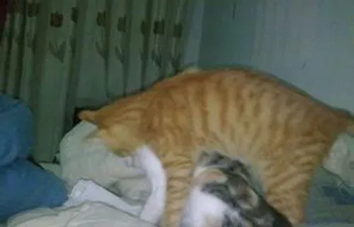 猫多大可以绝育 6到7月龄第一次发情前 | 绝育