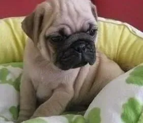巴哥犬|备受宠爱的巴哥犬出现肥胖症怎么办