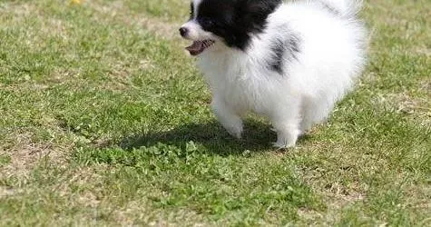 蝴蝶犬|蝴蝶犬的腿最近有点o型腿是什么原因导致的