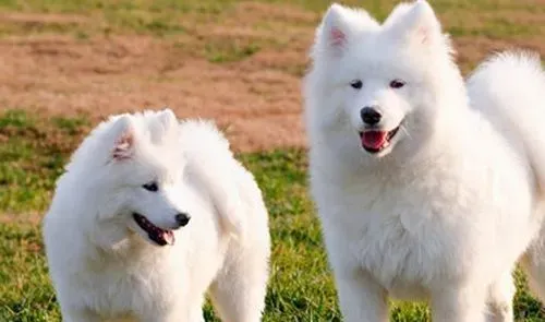 萨摩耶犬怀孕征兆 如何判断萨摩耶是否怀孕 | 萨摩耶