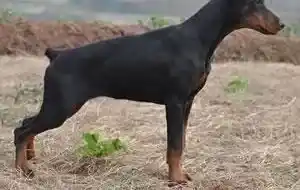 杜宾犬|刚出生的杜宾犬可以放在阳台上养吗 会着凉吗