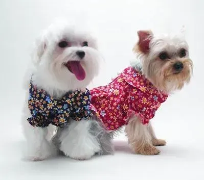 比熊犬|让沟通更加简单 话说比熊犬沟通的方法是怎样的