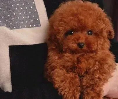 泰迪犬|四个月的泰迪犬适合吃什么食物更营养一些