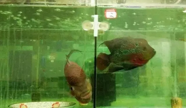 罗汉鱼花罗汉的繁育全过程，看过不后悔