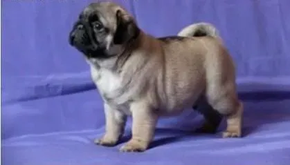巴哥犬|让巴哥犬喜欢上剪指甲的方法