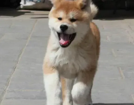 秋田犬|对秋田犬进行鉴别训练时要注意哪些事项
