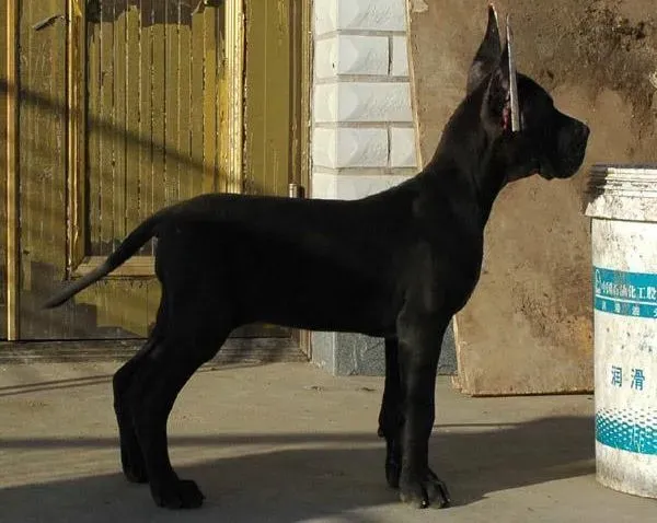 大丹犬|大丹犬好几天不吃饭，持续呕吐是怎么了