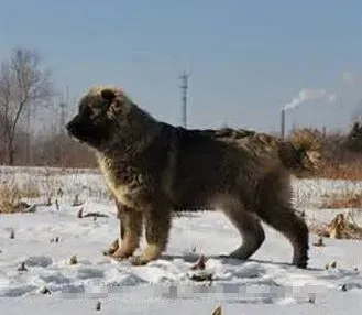 高加索犬|接种疫苗抵抗疾病 给高加索犬打防疫针的重要性