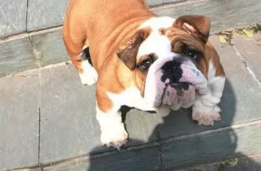 英国斗牛犬|斗牛犬流淡黄色鼻涕是不是感冒了