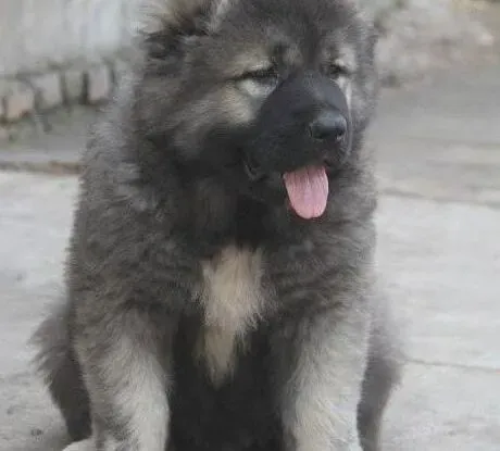 高加索犬|高加索犬有点干呕应吃点什么药物