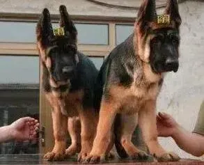 德国牧羊犬|德国牧羊犬一星期不吃饭，没精神是病了吗