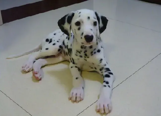 斑点狗|斑点狗最近不吃东西食欲不振应怎么办