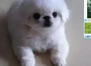 京巴狗|京巴犬体味很重这是发情了吗 有哪些特征