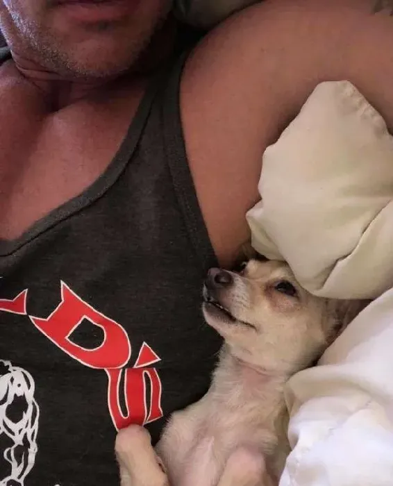 过去对小型犬嗤之以鼻 如今竟成专门救援吉娃娃的暖男! | 狗