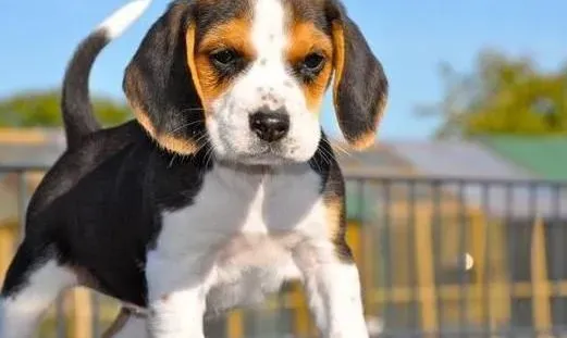 比格犬|训练一只完美的比格犬 狗狗家长须知的要领